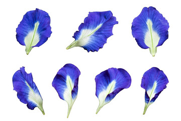 Butterfly pea flowers isolated on a white or transparent background, Blue peas isolated on a white background clipping path.