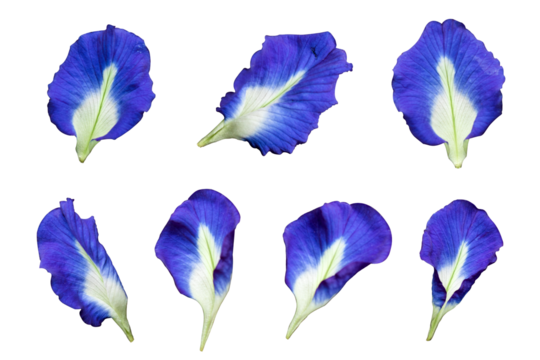 Butterfly pea flowers isolated on a white or transparent background, Blue peas isolated on a white background clipping path.