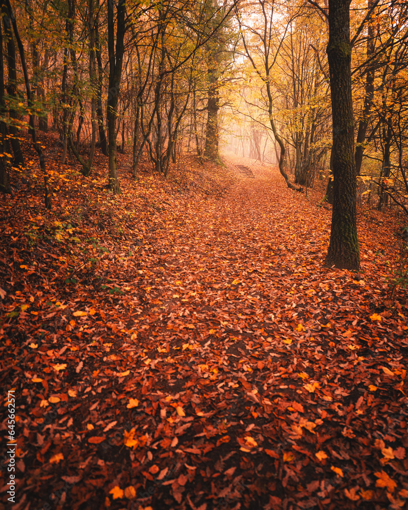 Wall mural pathway in the forest at autumn