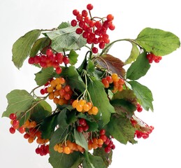 posy of Viburnum opulum-Coral Viburnum twigs with red corymb berries and green leaves
