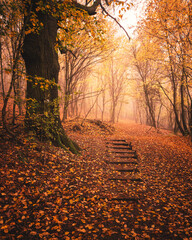 Naklejka premium Pathway in the forest at autumn