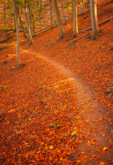 Pathway in the forest at autumn