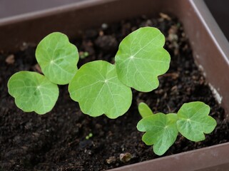 round green leaves of growing in pot  seedlings nasturium plant