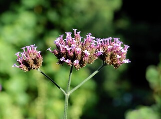 small lila flowers of  Verbena bonariensis plant close up