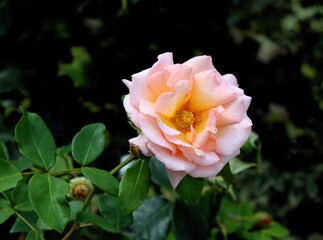 pretty pink rose flower close up