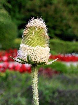 Fuller's teasel - Dipsacus silvestris plant with white flowers close up