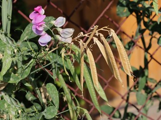 dry brown husks and seed of sweet-pea plant in the garden