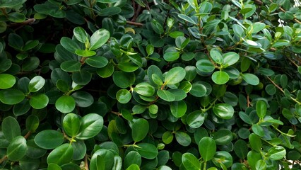 Photo of a tree with round, dark green leaves.