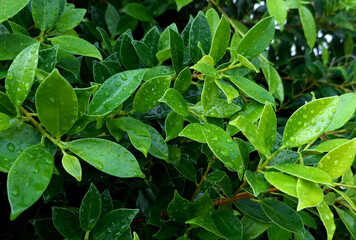 Photo of a tree with dark green leaves covered in water droplets.