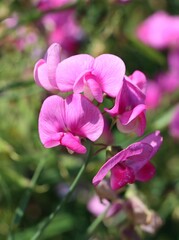  sweet pea - Lathyrus Heterophyllus climbing plant with purple flowers in the garden