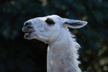 The llama, scientifically known as Lama glama, is a remarkable and adaptable domestic species....