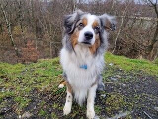 Miniature australian shepherd blue merle