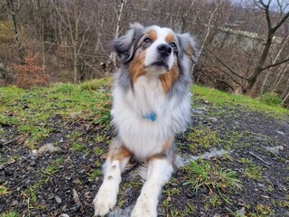 Miniature australian shepherd blue merle