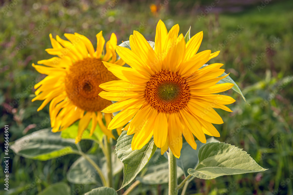 Canvas Prints Closeup of two sunflowers on a sunny summer evening. The flowers are part of a varied flower border to promote biodiversity along a Dutch field. The focus is on the front flower.