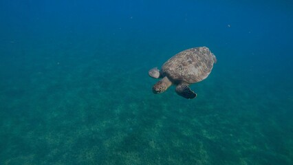 Tortue en immersion Guadeloupe