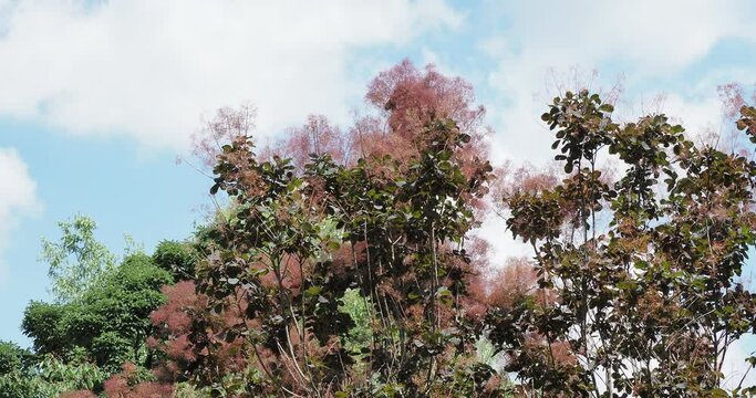 Per&uuml;ckenstrauch 'Royal purple'  (Cotinus coggygria purpurea). Breitbuschiger Zierstrauch mit grau-braulich Borke, rotbraun erect Zwiege bearing rot bis dunkelrot rundlich bis elliptisch Laubbl&auml;tter im