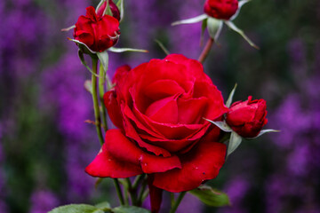 Red rose closeup in the garden