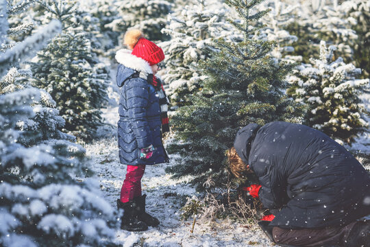 Happy Little Girl And Dad Felling Christmas Tree. Preschool Child With Father, Young Man On Fir Cutting Plantation. Family Choose, Cut And Fell Own Xmas Tree In Forest. Germany Tradition