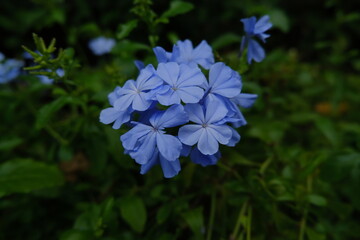 blue flowers in the garden