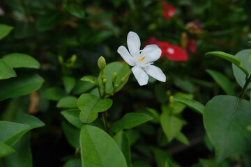Fototapeta na wymiar red and white flowers