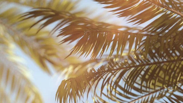 3D loop animation - Background of palm trees whose leaves move in the wind at sunset