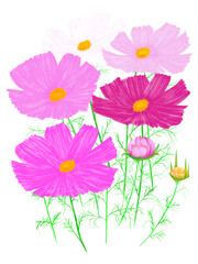 ピンク色のかわいいコスモス
