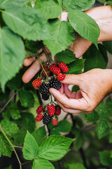 A woman, a gardener, harvests with her hands, berries of red, black blackberry, raspberry in the...