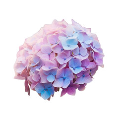 Hydrangea in soft focus with added noise a beautiful bush in a flower market transparent background