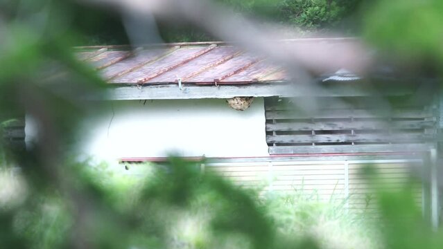 スズメバチ