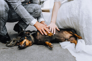 The bride and groom, happy newlyweds on a walk in the park sit with a beautiful favorite dog dachshund. Wedding photography, animal portrait.