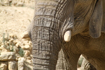 Elefante africano © Joseandres