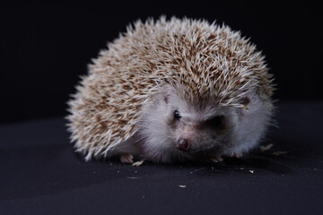 hedgehog on the black stage