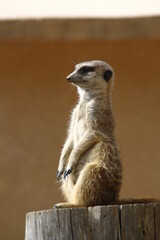 Suricata