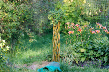 Curly willow with young foliage with a decorative braided trunk against the background of a garden overgrown with various bushes and trees.