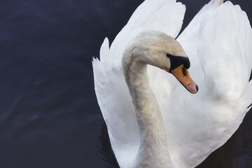 Close-Up Portrait of a Swan