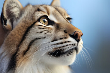 Close-up portrait of a Siberian tiger (Panthera tigris altaica)