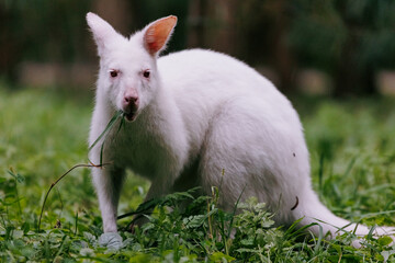 Closeup view to australian red-necked albino wallaby eating green grass in park.