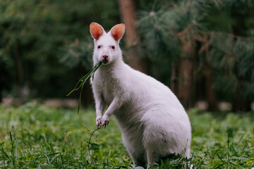 Australian red-necked albino wallaby eating green grass in park.