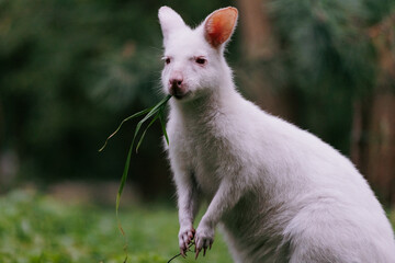 Closeup view to australian red-necked albino wallaby eating green grass in park.