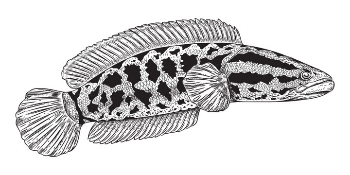Black white Snakehead fish channa. Image for logo, sticker or shirt design, illustration vector cartoon EPS10.