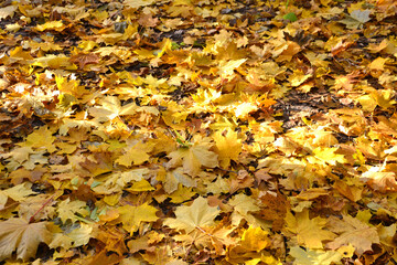 yellow maple leaves on the ground with sunshine on it isolated copy space   