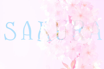ふんわりピンクが綺麗な桜の文字入り背景