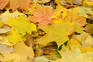 dry maple leaves isolated on the land wallpaper close up  