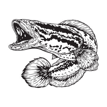 Black white Snakehead fish channa. Image for logo, sticker or shirt design, illustration vector cartoon EPS10.