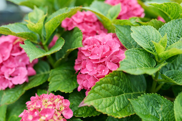 Close-up blooming bright pink large-leaved hydrangea