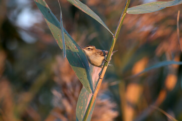 The sedge warbler (Acrocephalus schoenobaenus) shot sitting on a reed stalk in soft morning light in natural habitat - 645691102