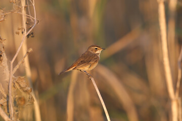 Migrating bluethroat (Luscinia svecica) in winter plumage photographed in morning light close up