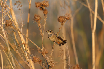 Migrating bluethroat (Luscinia svecica) in winter plumage photographed in morning light close up - 645691112
