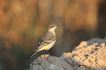 Young western yellow wagtail (Motacilla flava) shot very close up standing on the ground against a blurred background