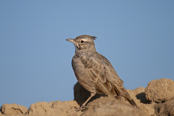 Male crested lark (Galerida cristata) shot in extreme close-up sitting on a mound of earth against a bright blue sky - 645691142